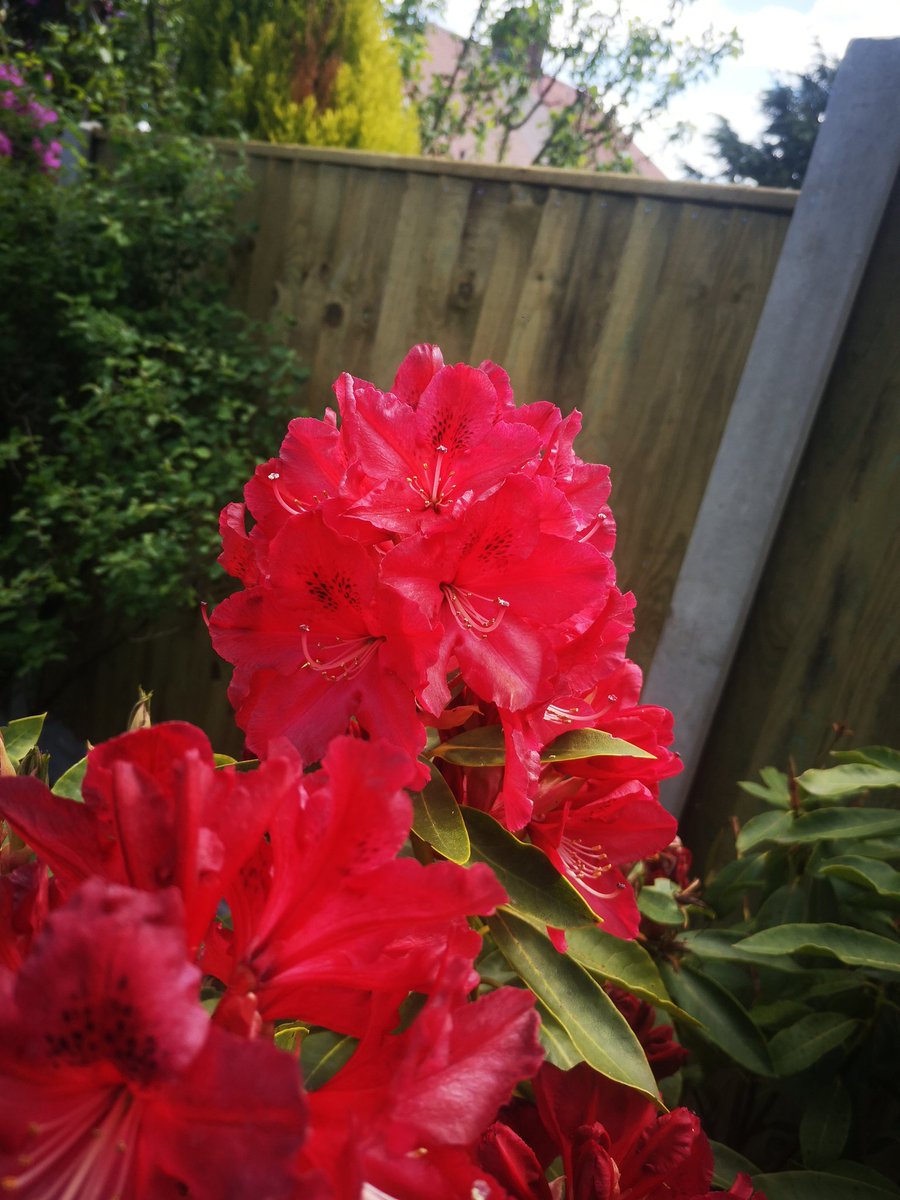 carlac1923's tweet photo. While the world is in crisis u got time to notice the beauty that is around how pretty are my garden flowers 😍😍 https://t.co/PRa1olHGw9