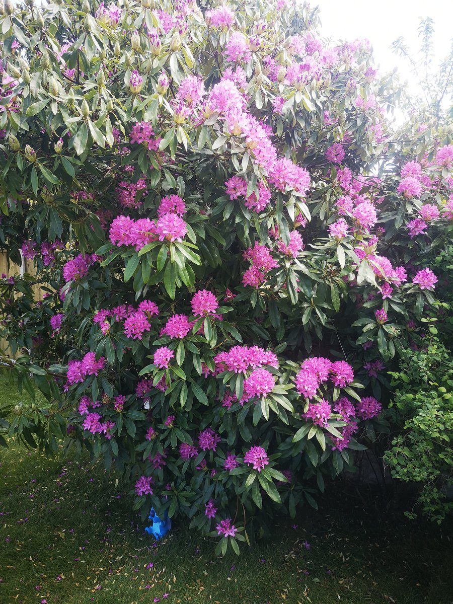 carlac1923's tweet photo. While the world is in crisis u got time to notice the beauty that is around how pretty are my garden flowers 😍😍 https://t.co/PRa1olHGw9