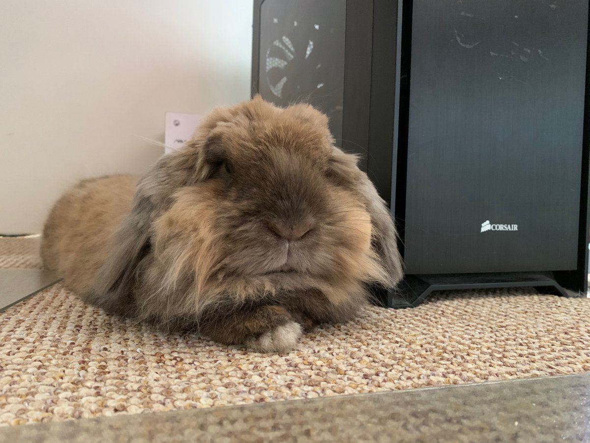 Rupey works with  @WezArthur and  @ameskidoodle.And he is here today to remind you all that it's still important to hop off for lunch whilst working from home!You wouldn't want to disappoint Rupey, would you? 