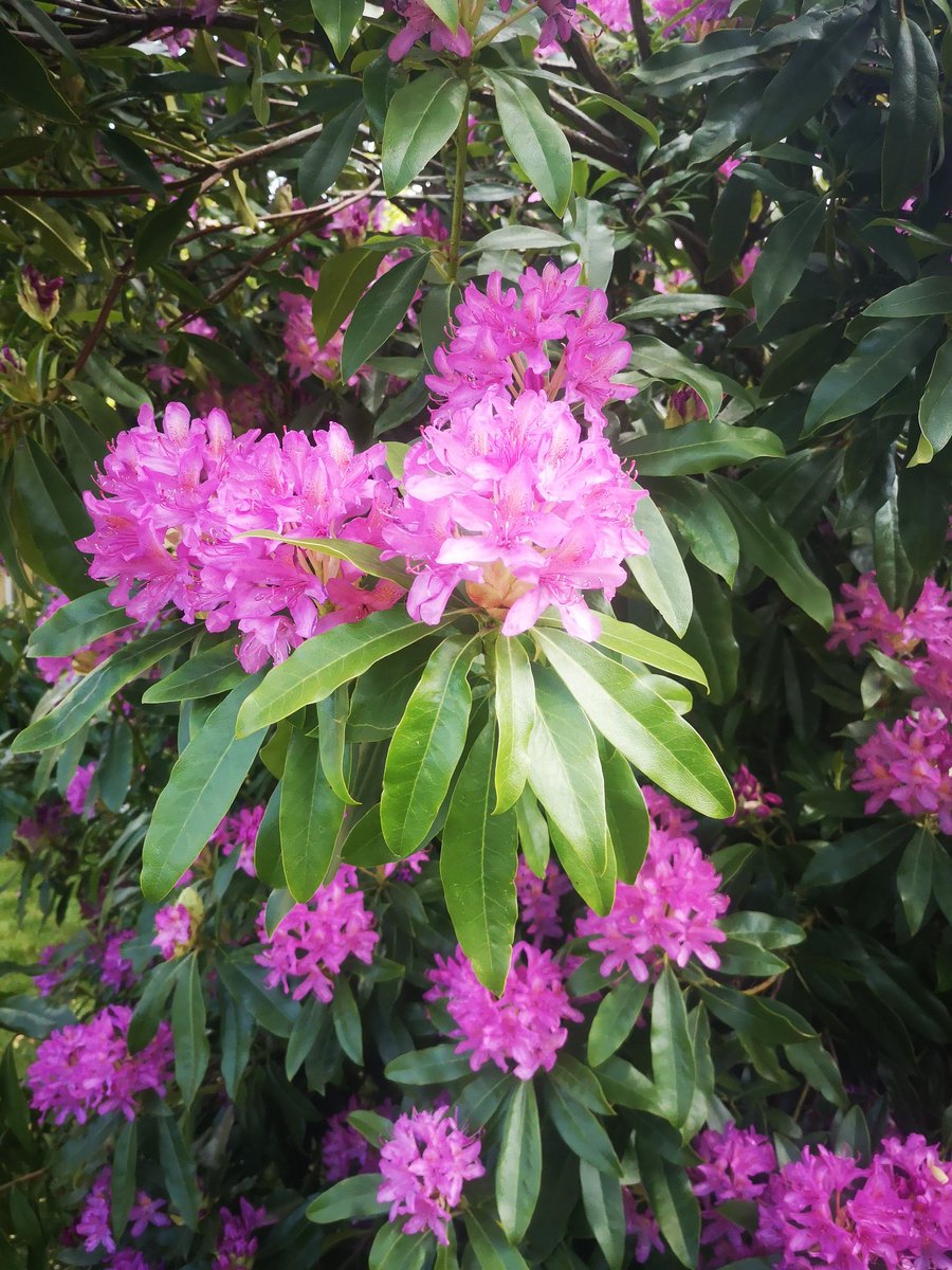carlac1923's tweet photo. While the world is in crisis u got time to notice the beauty that is around how pretty are my garden flowers 😍😍 https://t.co/PRa1olHGw9