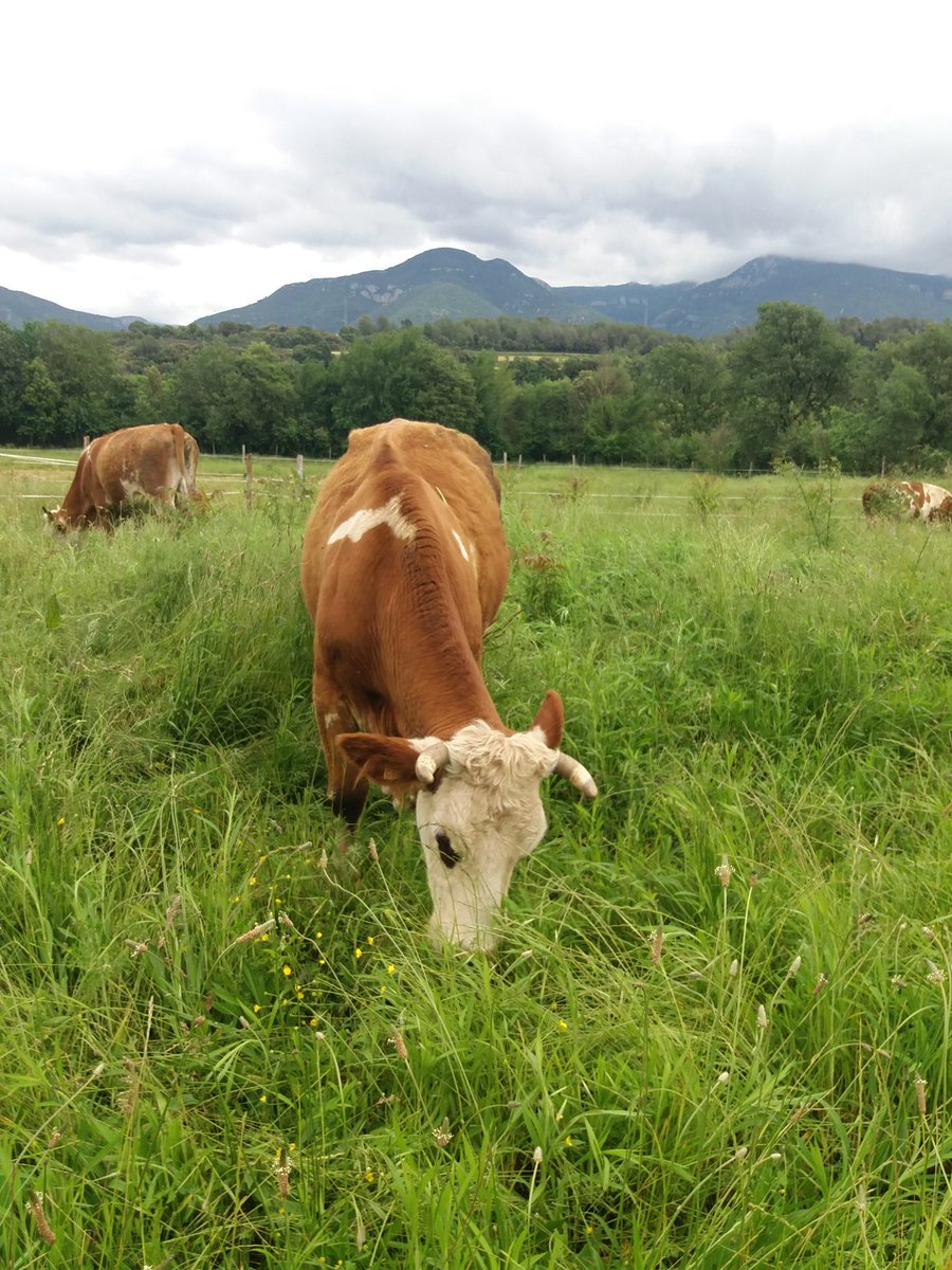 Planeses Agricultura Regenerativa tweet media