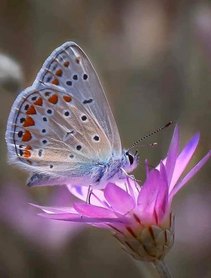TLeoni311's tweet photo. Good afternoon for all 🦋 https://t.co/tm33zpCPNK