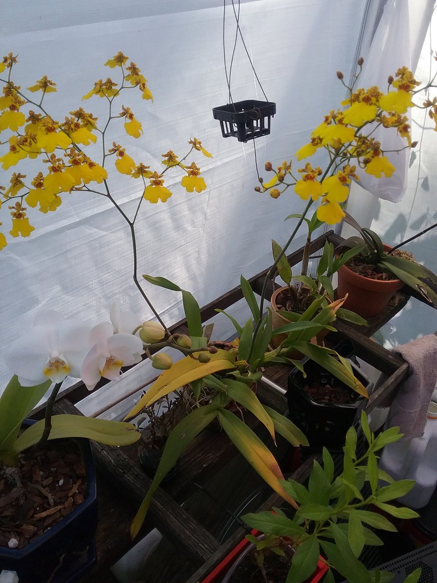 @Mararda10 @burnhamorchids @orchidcommittee @GardeningSaul @rockerblonde @kevsOrchids @PetrovichBilly Yellow blooms rock!