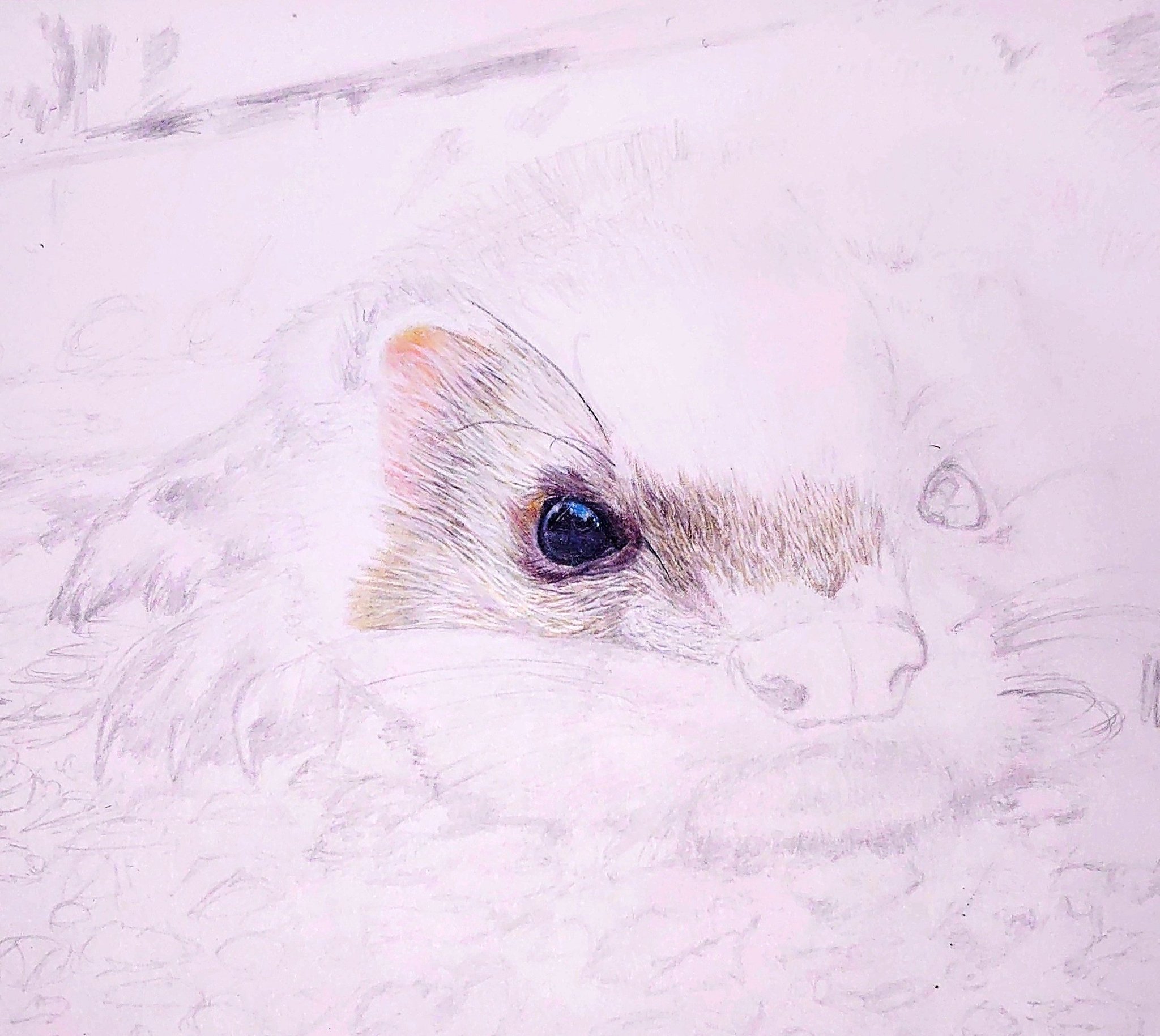 Tsuyoshi Hanada 久しぶりの動物編で フェレット を描いてます 毛並は適当に描いてもそれなりに見えるので 意外と簡単なんです 後は地道に描くのみ すごいと思ったらrt 絵描きさんとつながりたい 途中経過 色鉛筆 イラスト お Tsuyoshi Hanada 久しぶりの動物編で フェレット を描いてます 毛並は適当に描いてもそれなりに見えるので 意外と簡単なんです 後は地道に描くのみ すごいと思ったらrt 絵描きさんとつながりたい 途中経過 色鉛筆 イラスト お