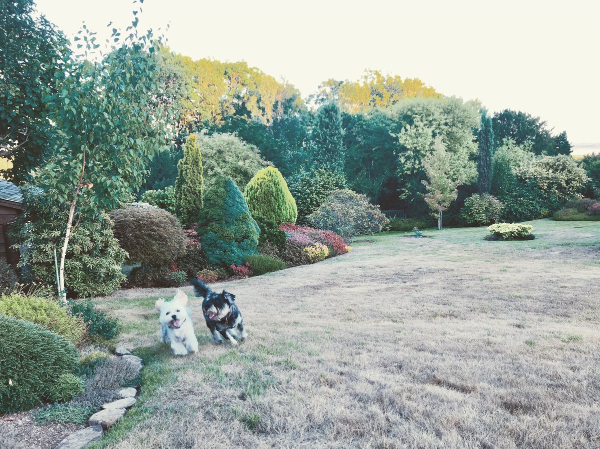 #Pippin &amp; #Button enjoying a run together