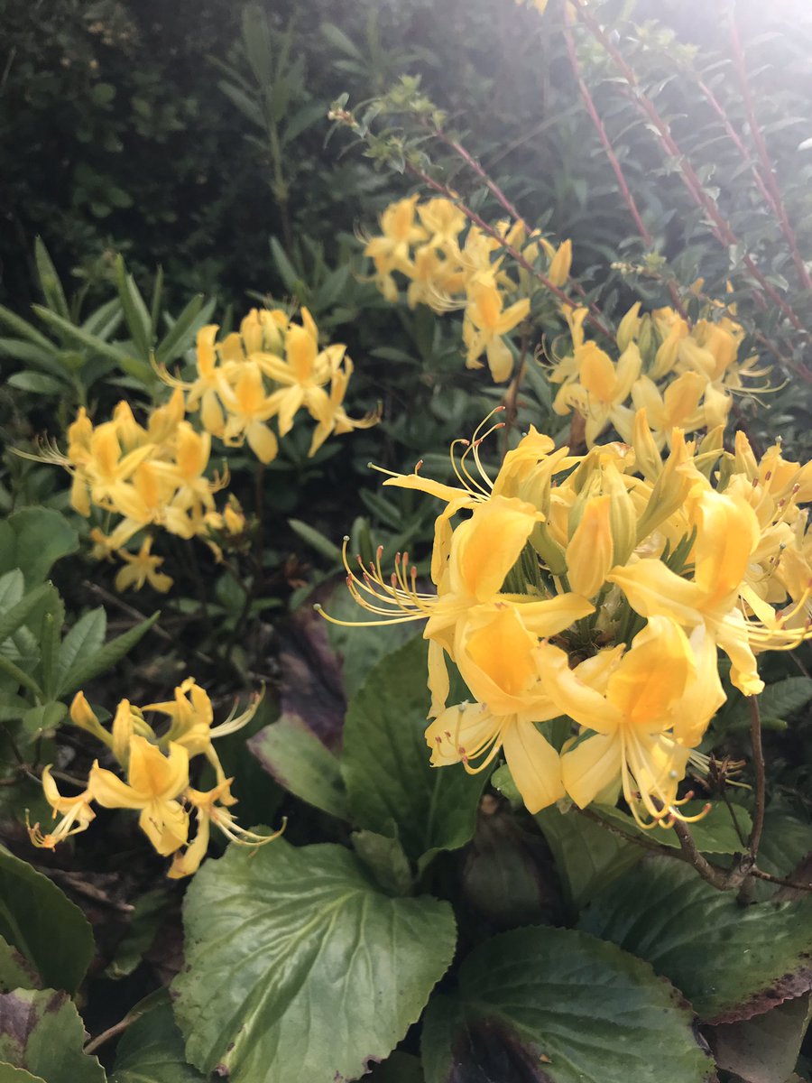 ComeSeeScotland's tweet photo. Rotten day yesterday. Didnβt go out for walk. Overthinking not good. Today out early #grateful for #health #family #foodontable #roofoverhead #joysofspring #present https://t.co/SNPN1xpVZc