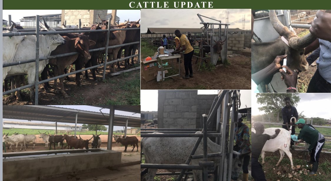 Here we go. Update on Ikun Dairy Farm. Our cows are now stable, vaccinated and ready for insemination. We’ve also cleared the land and planting has started, and will eventually replace the feed purchased for the cows.