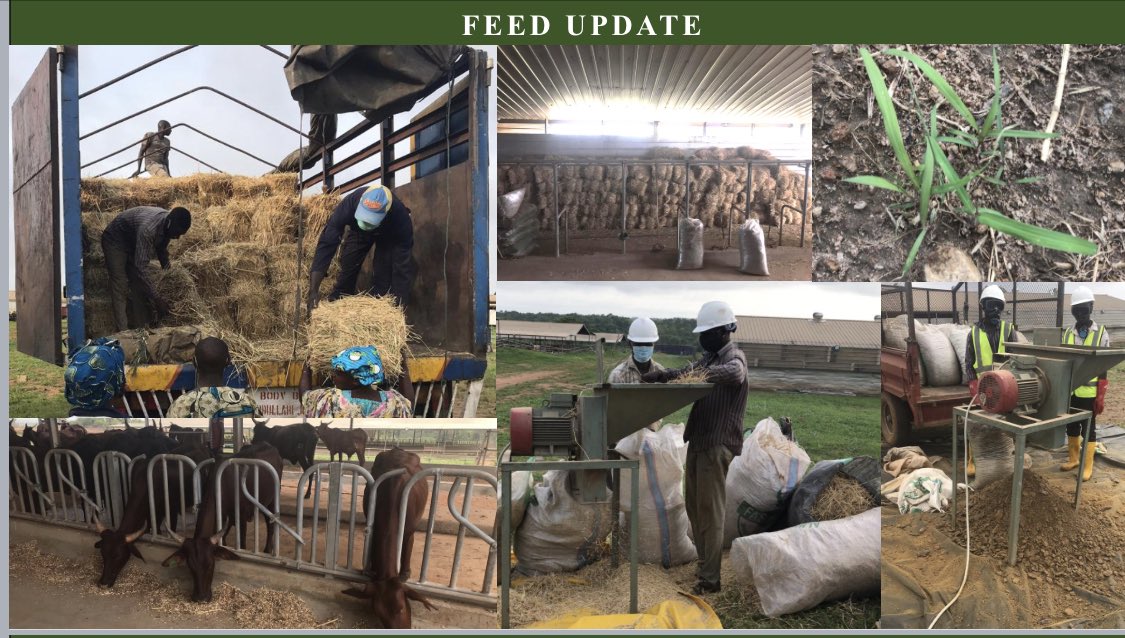 Here we go. Update on Ikun Dairy Farm. Our cows are now stable, vaccinated and ready for insemination. We’ve also cleared the land and planting has started, and will eventually replace the feed purchased for the cows.