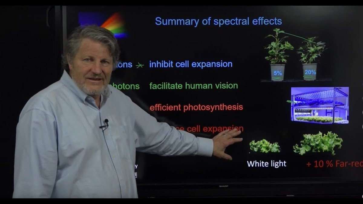 flowersofcbd's tweet photo. Dr. Bruce Bugbee summarizes the dual effects of photon quality on photosynthesis and plant shape.  Spectral quality has an enormous effect on shape, but the effect varies among species.  

https://t.co/lkjG646KyA https://t.co/acWBCvcJRZ