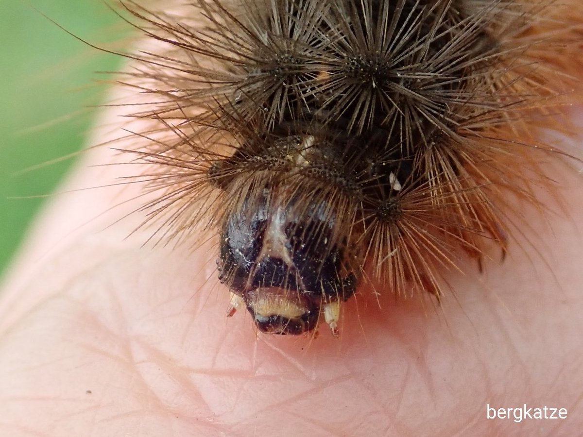 Bergkatze べるくかっつぇ Twitterren シロヒトリ Chionarctia Nivea Menetries 1859 あちこちでヒトリガ科の幼虫を見る様になった 道路に出てきたものを拾って移動するのは国民の義務 鱗翅 ヒトリガ科 シロヒトリ 幼虫