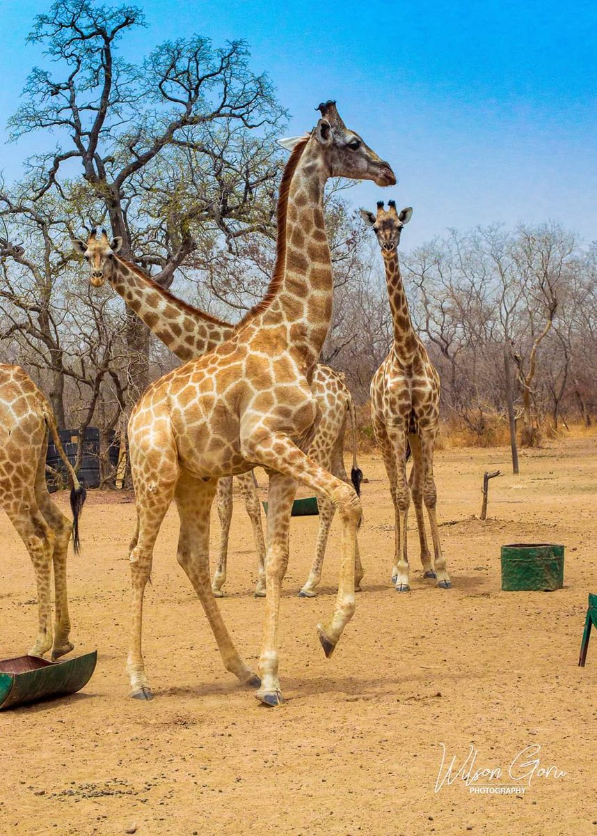 Wilson Aclan Goru tweet media