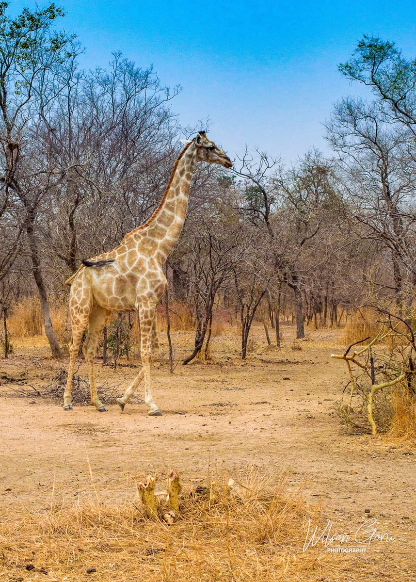 Wilson Aclan Goru tweet media