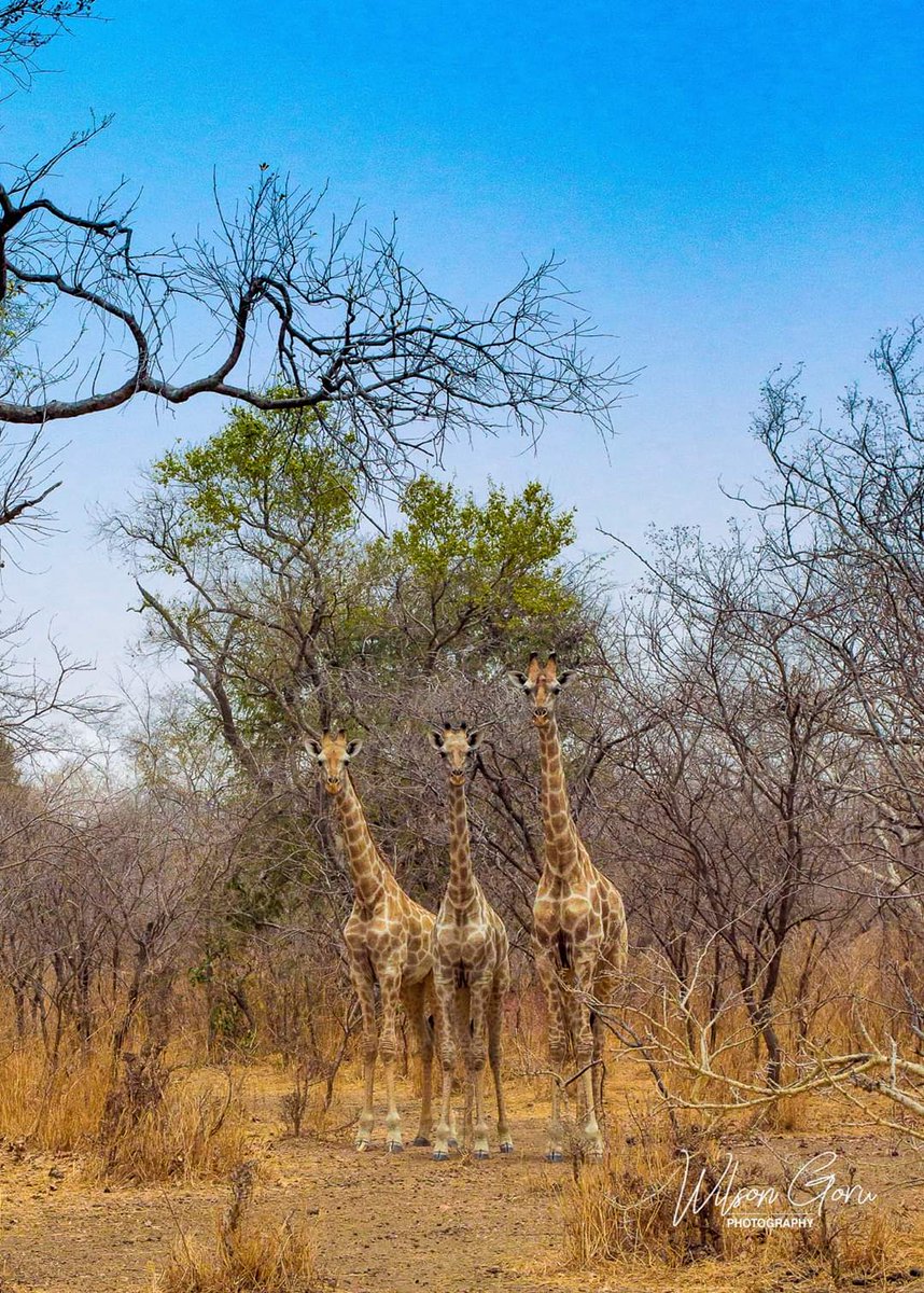 Wilson Aclan Goru tweet media