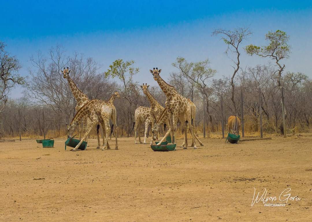 Wilson Aclan Goru tweet media