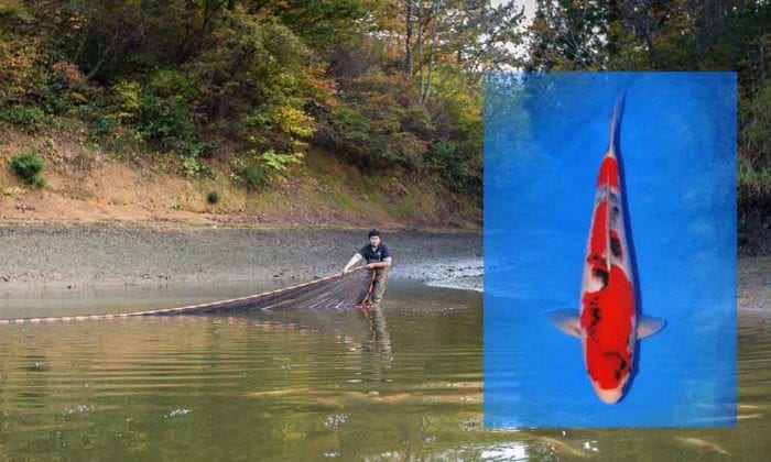 KoiQuestion's tweet image. Azukari; koopje of duurkoop blijkt achteraf - koiquestion.com/2020/05/11/azu… |Arts &amp;amp; Ants, azukari, Mudpond Games, Showa