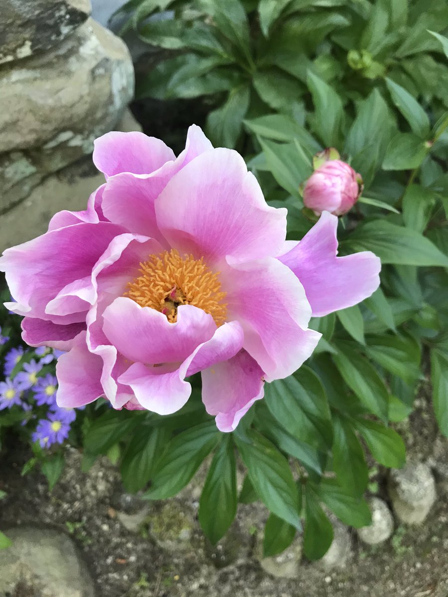浄土真宗本願寺派 高原寺 川西市 硬い芍薬 シャクヤク の蕾が ようやくほどけてきました 芍薬 シャクヤク 高原寺 川西市 清和台 浄土真宗 浄土真宗本願寺派 お寺 寺 寺院 山寺 境内 花が好きな人と繋がりたい 花が好き お花 花