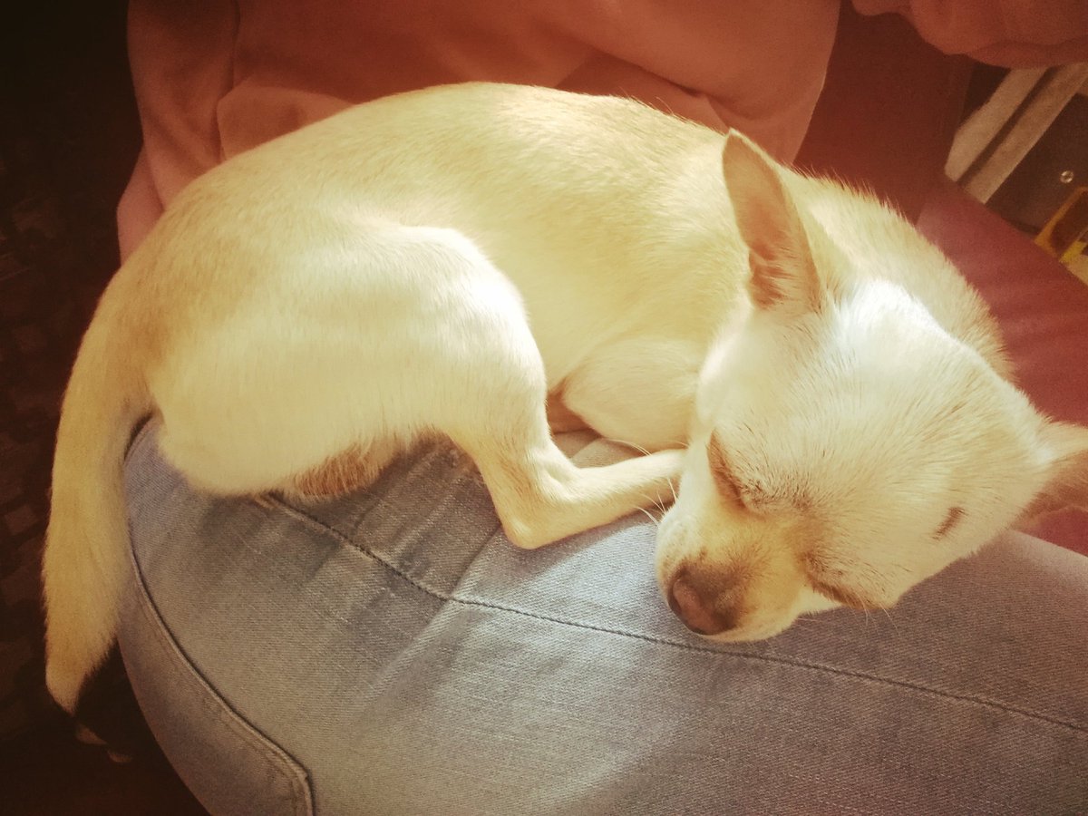 LottiePrice2000's tweet image. Just snoozing on me mama, neither of us is comfy but I'm not moving first 😂🐕🐾🐾.. #snooze #notcomfortable #Chihuahua #rockyandhispals