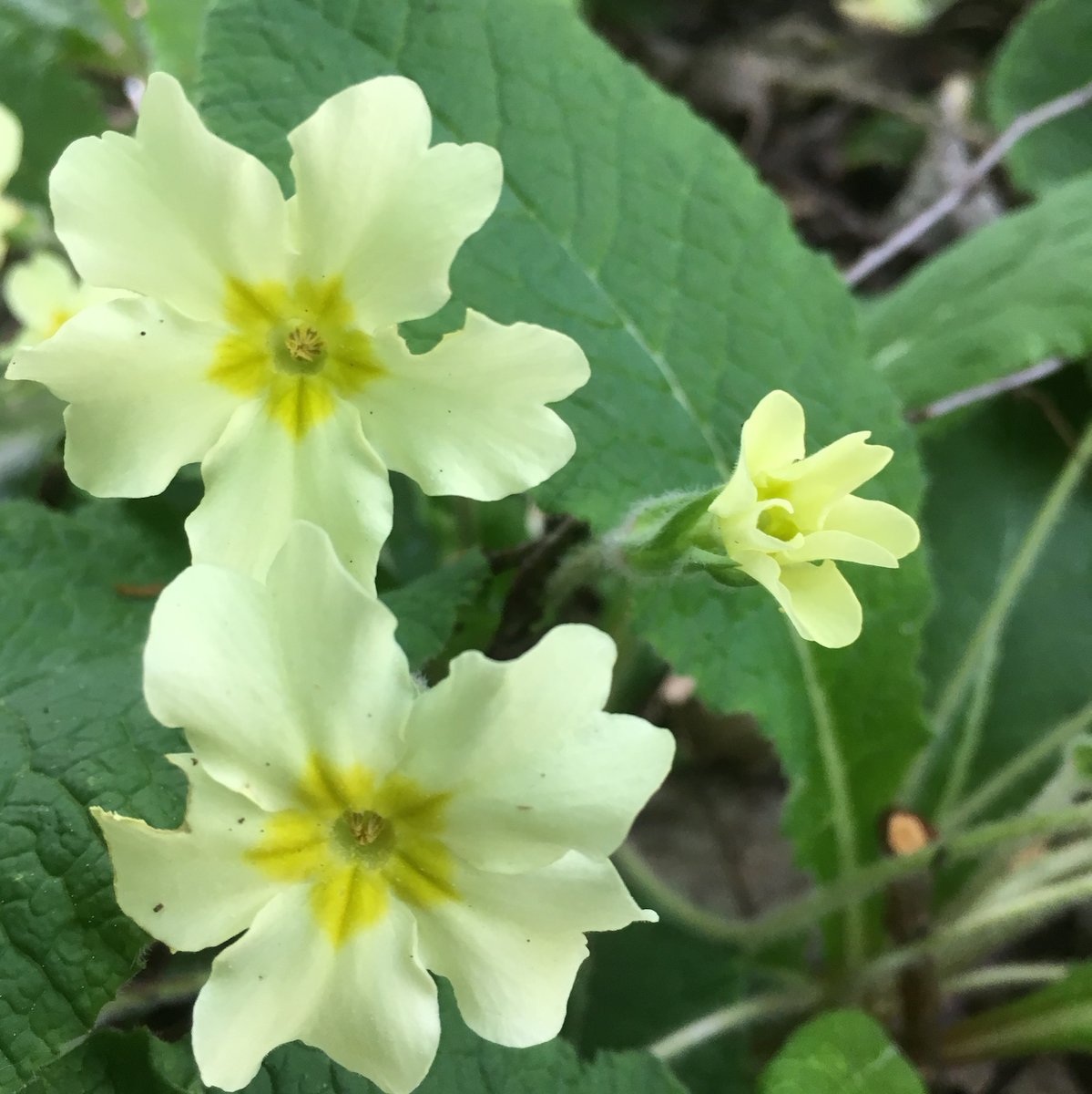BannockburnHSE's tweet photo. Dandelion, Primrose, Forget Me Not, Bluebell & Dog Violet wildflowers are all in the latest blog by Margaret in the gardening team.
Share your pictures of any wildflowers you have seen on your daily walk . . . πΎπΌπΈπΊ
https://t.co/iiIaTmGcPP
#VisitBBH #BannockburnHouse https://t.co/jJJbjk518p