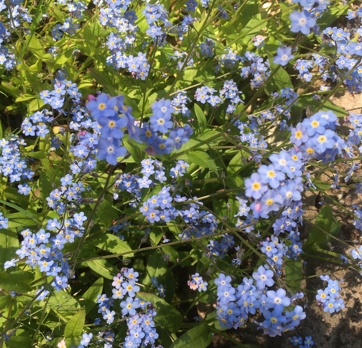 BannockburnHSE's tweet photo. Dandelion, Primrose, Forget Me Not, Bluebell & Dog Violet wildflowers are all in the latest blog by Margaret in the gardening team.
Share your pictures of any wildflowers you have seen on your daily walk . . . πΎπΌπΈπΊ
https://t.co/iiIaTmGcPP
#VisitBBH #BannockburnHouse https://t.co/jJJbjk518p