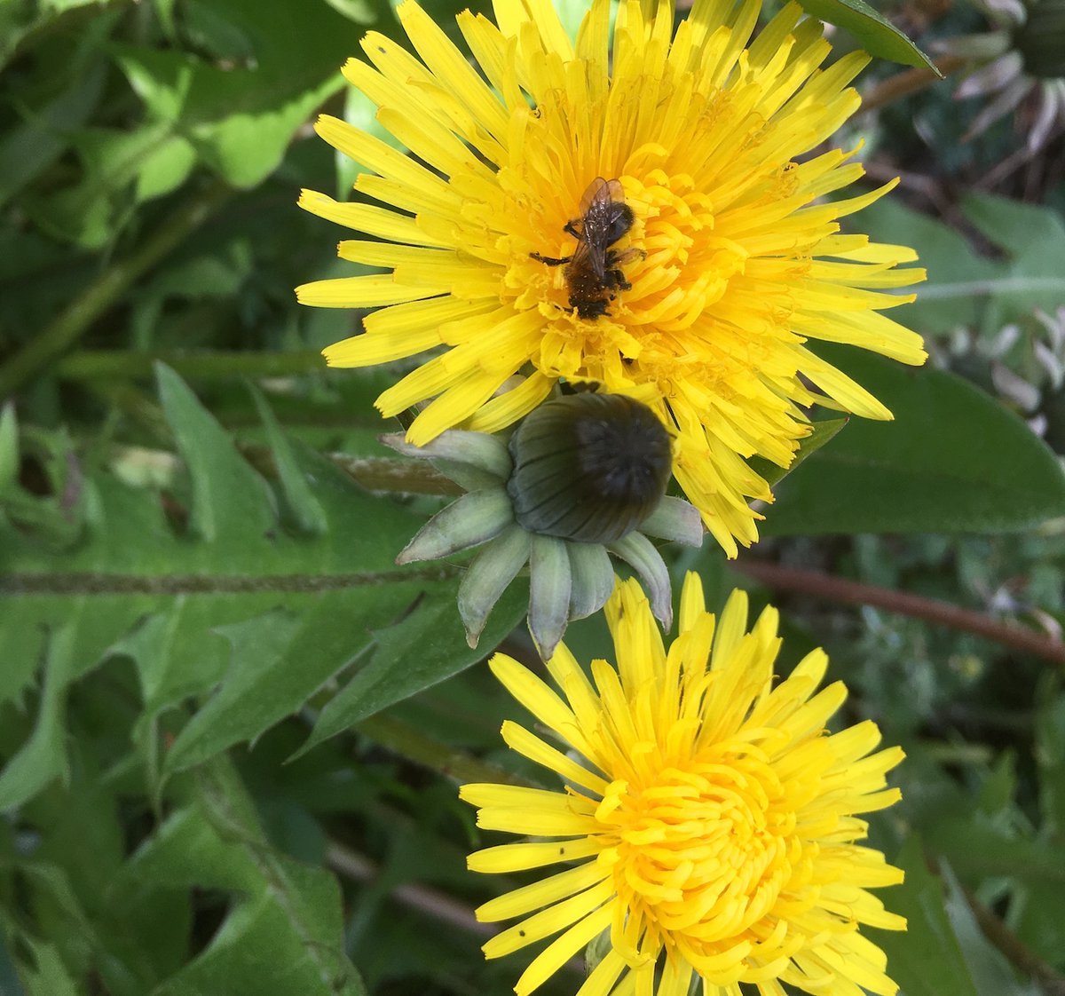 BannockburnHSE's tweet photo. Dandelion, Primrose, Forget Me Not, Bluebell & Dog Violet wildflowers are all in the latest blog by Margaret in the gardening team.
Share your pictures of any wildflowers you have seen on your daily walk . . . πΎπΌπΈπΊ
https://t.co/iiIaTmGcPP
#VisitBBH #BannockburnHouse https://t.co/jJJbjk518p