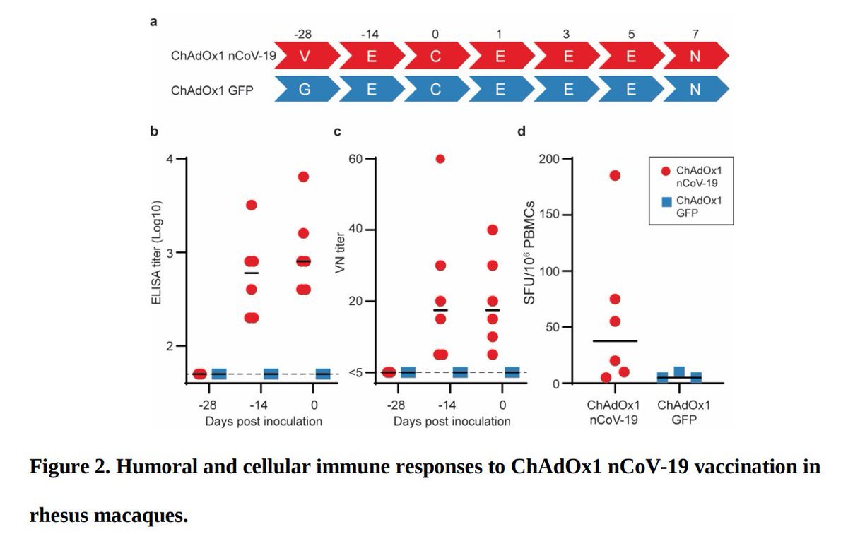 AndyBiotech's tweet photo. #COVID19 Encouraging pre-clinical data for Oxford/Astrazeneca ChAdOx1 vaccine
https://t.co/jRhzWMD5HP

- A single dose induced humoral/cellular immune response
- Significantly reduced viral load in BAL and respiratory tract
- No pneumonia
- No evidence of immune-enhanced disease https://t.co/cAtgGThEN5