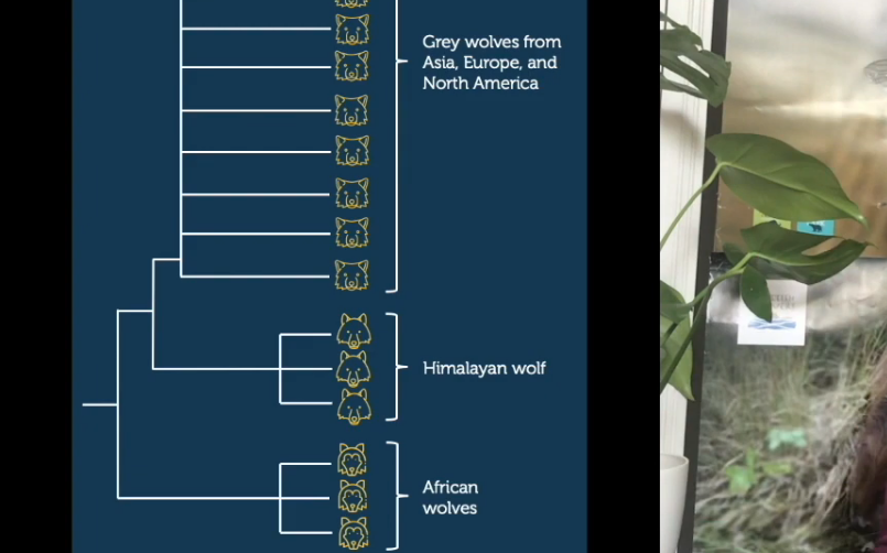 Are Himalayan wolves just another wolf? Genetic data suggests they are not quite grey , nor are they African . Himalayan  are a unique genetic lineage ( http://bit.ly/HimWolfPhylo ) with genetic adaptations that enable them to thrive at high altitudes ( http://bit.ly/HimWolfAdaptations)