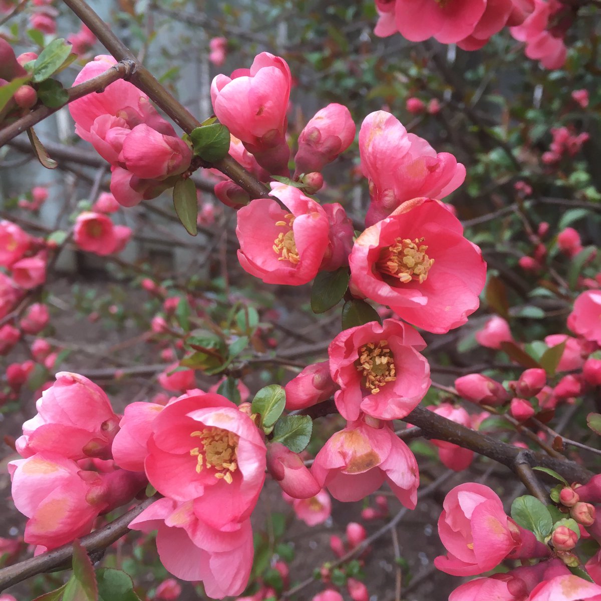 Pink flowers on a tree