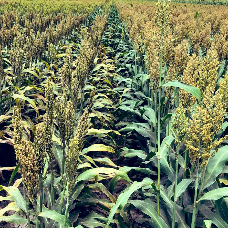 AdamOwens_11's tweet photo. A susceptible hybrid to Sugarcane Aphids is pictured on the left while a popular @PioneerSeeds hybrid is on the right. #ProtectorSeries https://t.co/HB3XdEzr32
