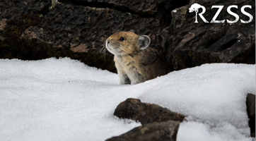 What do Himalayan  like to eat? Mostly blue sheep, but also marmots, woolly hares, pika, and if they can find them, Tibetan gazelles. But they prefer wild prey to livestock – valuable knowledge for the people who live with Himalayan  on their doorstep.