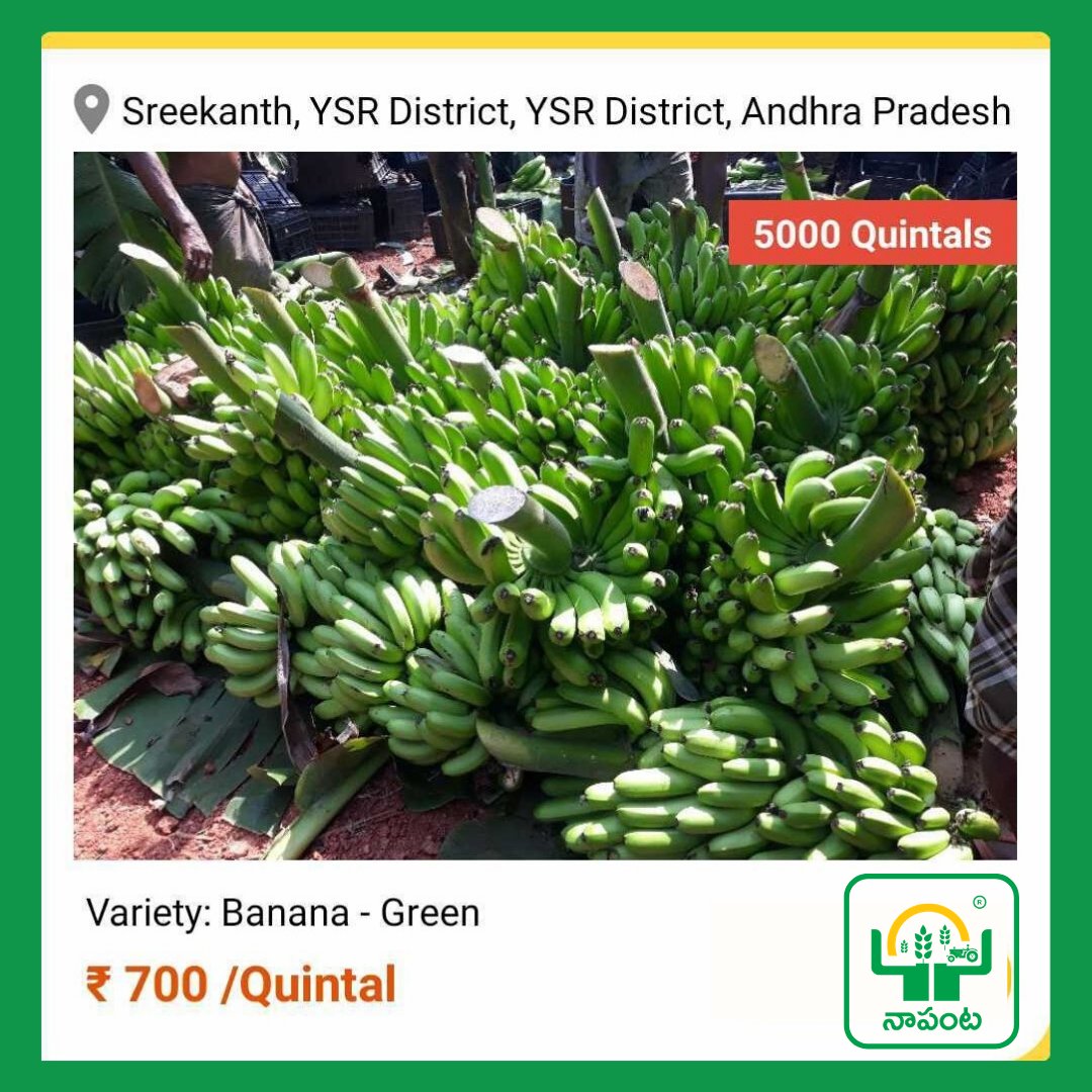 napantaofficial's tweet photo. 👉A #Banana #Farmer (5000 quintals) from #Nellore, #Nellore, #AndhraPradesh is looking for a #buyer.
👉#traders can contact him at 7996605709 for the #BestPrice.
👉It is an initiative of #ISupportFarmer from #NaPanta.
https://t.co/zfrYP9FS8S
#Wholesaler #Processor #Exporte https://t.co/1DcUHYoDYP