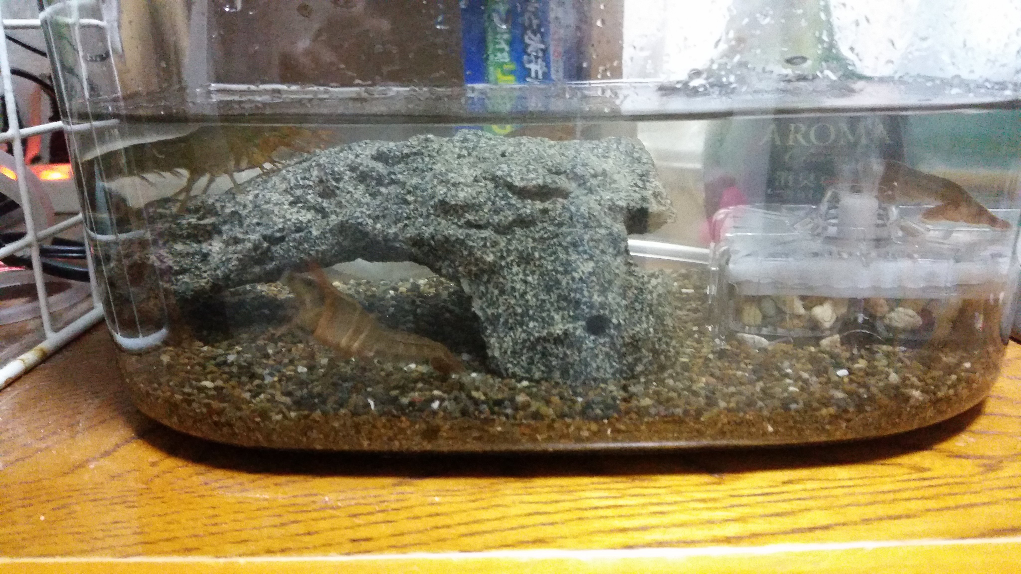 トニオ氏 ザリガニ 子供のころはザリガニは飼っていると臭いってイメージでした 大人になって再チャレンジ カメタロウの水槽の水を入れてフィルターも付けて万全な体制で飼育してみます 田んぼのｕ字溝３匹ゲット T Co Lnzpcqhp1c Twitter