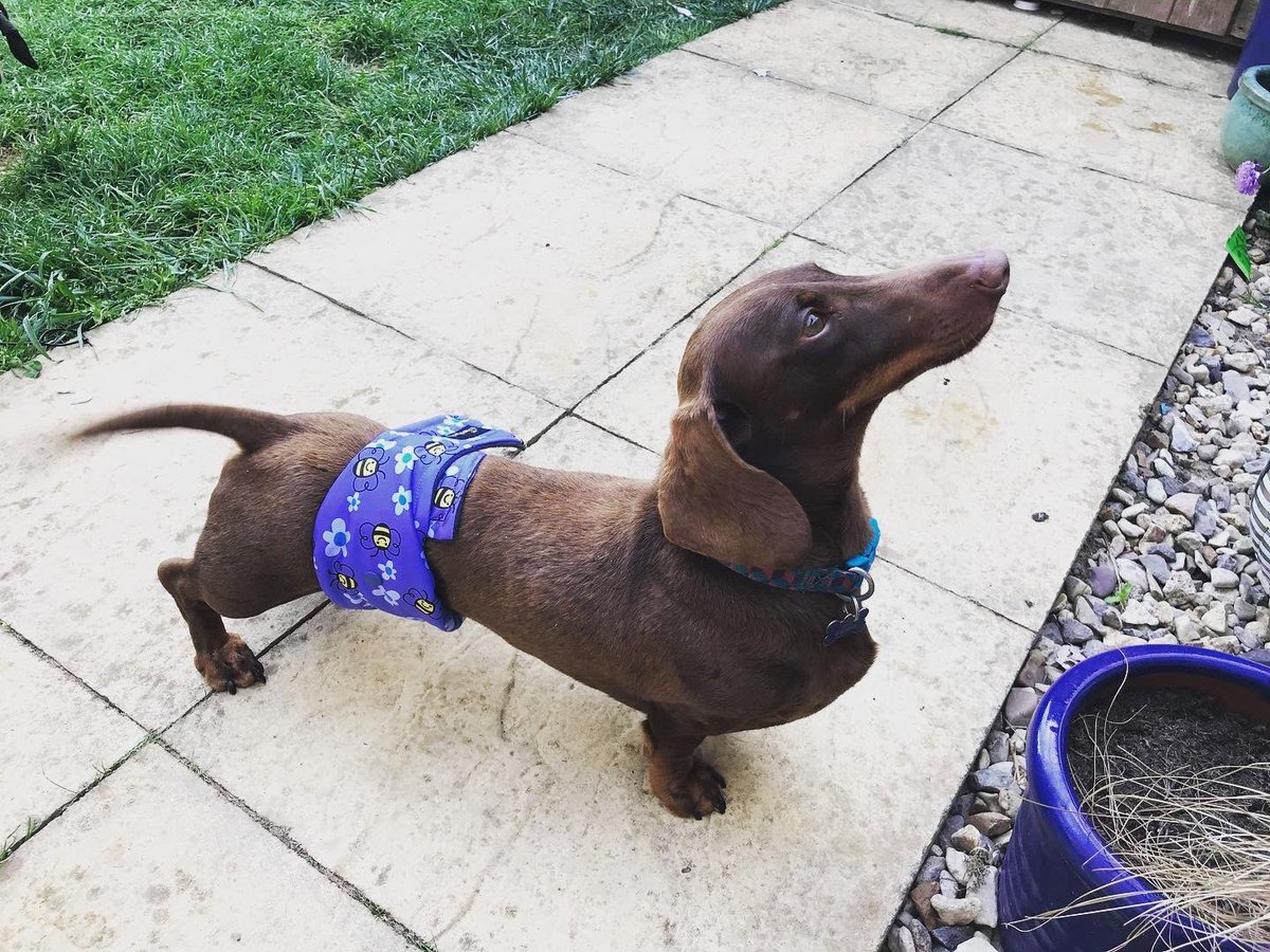 Glenndarcy3's tweet photo. Big thanks to Woody’s mumma Claire for sending in these super cute pics of him wearing his Glenndarcy buzzy 🐝 belly band 

https://t.co/LWds584dZz

#glenndarcy #glenndarcydogproducts #bellybands #boybands #scentmarking #dogincontinence #hygiene #onlineshop #dogs #itsadogslife https://t.co/LWhevNKjOM