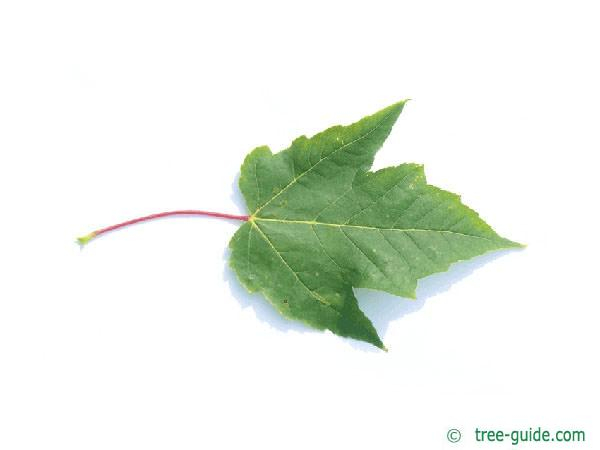 CoastalCentre's tweet photo. #Canada is known for it's iconic MAPLE trees
Sugar Maple = leaf on the Canada Flag
Red Maple = Molson Canadian logo
Silver Maple = deep 'lobes' and skinnier leaf sections.
https://t.co/BNKD37yrsZ 
provincial tree atlas at:
https://t.co/ylwPxBvQsl

#MappingIsFun #TreeID #LakeHuron https://t.co/QKNUXc99NX