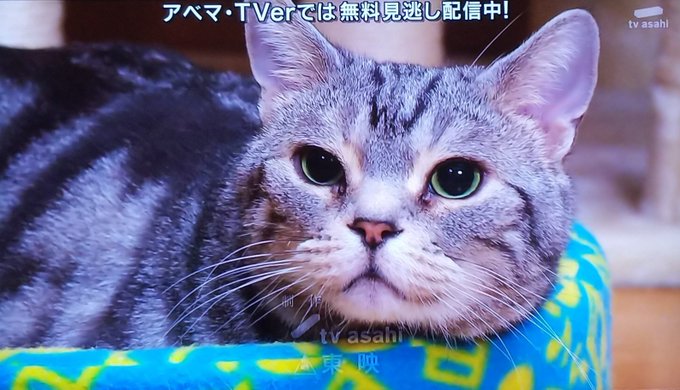内藤剛志 の人気がまとめてわかる 評価や評判 感想などを1時間ごとに紹介 ついラン 内藤剛志 の人気がまとめてわかる 評価や評判 感想などを1時間ごとに紹介 ついラン
