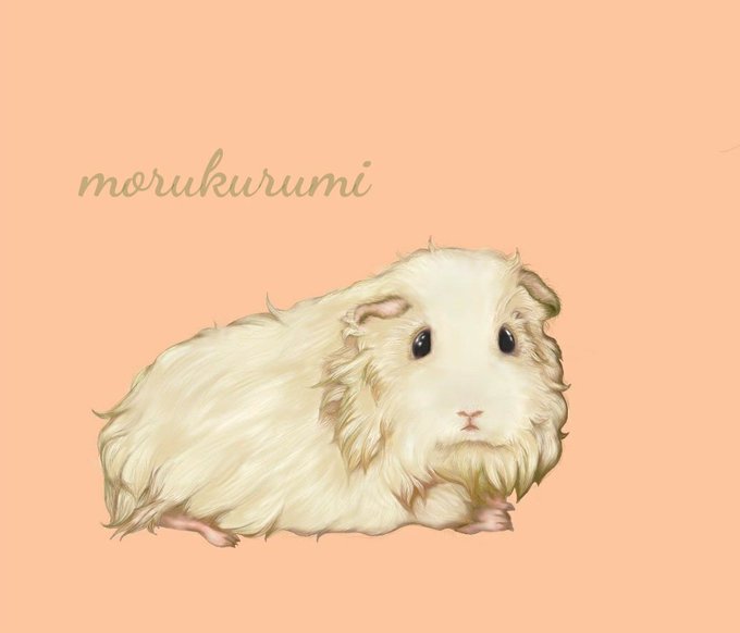 モルモットイラストのtwitterイラスト検索結果 モルモットイラストのtwitterイラスト検索結果