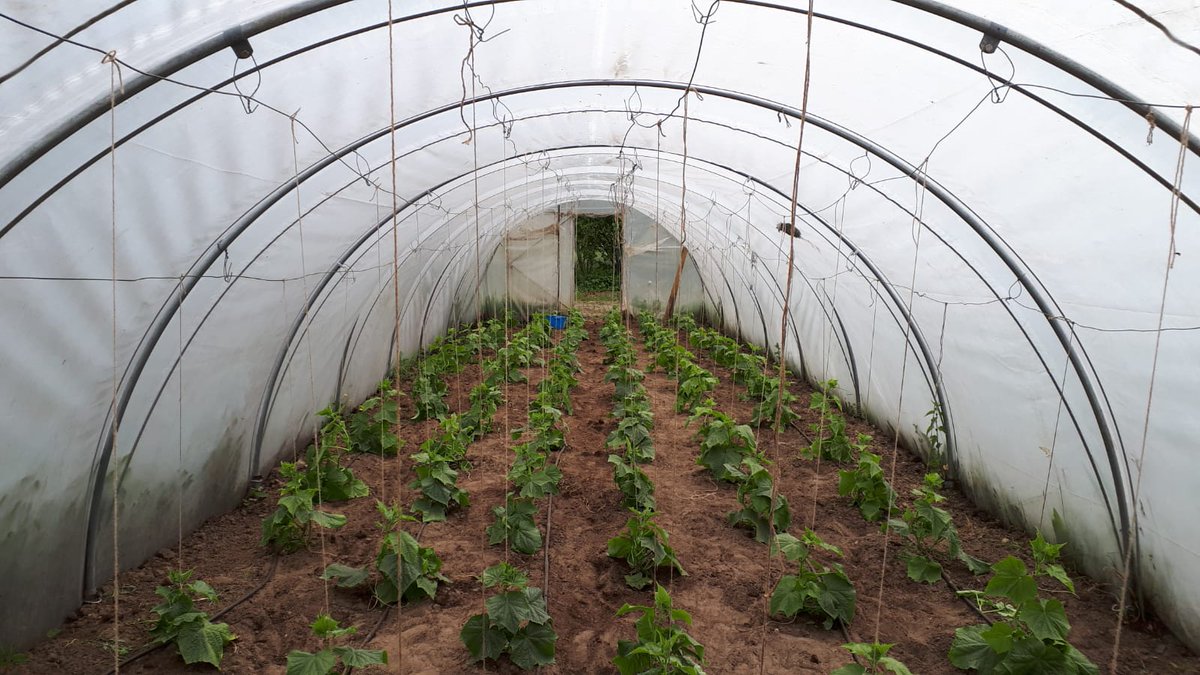 De komkommer plantjes staan weer lekker met hun voetjes in de grond🌱 Binnen korte tijd zullen hier heerlijke grote komkommers aan hangen🥒 <a href="/Dimence/">Dimence</a> <a href="/DimenceGroep/">DimenceGroep</a> 👨‍🌾👩‍🌾