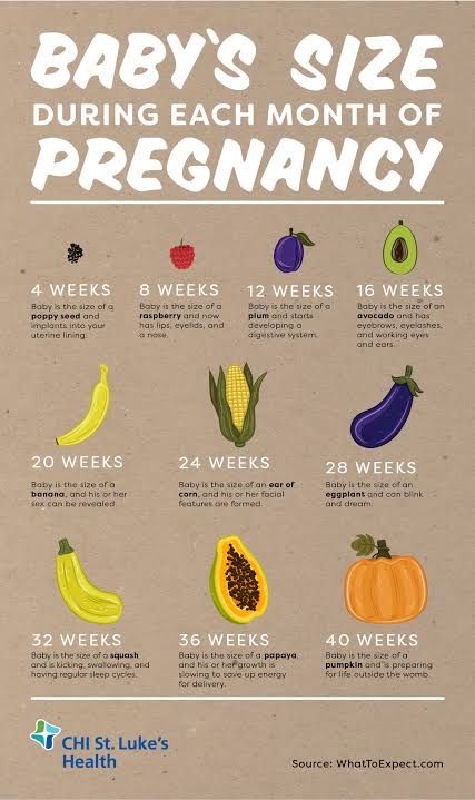 Simon Kuestenmacher V Twitter Approximate Size Of The Baby During Pregnancy Compared To Fruits And Vegetables T Co 1qnl7rtvwy Twitter