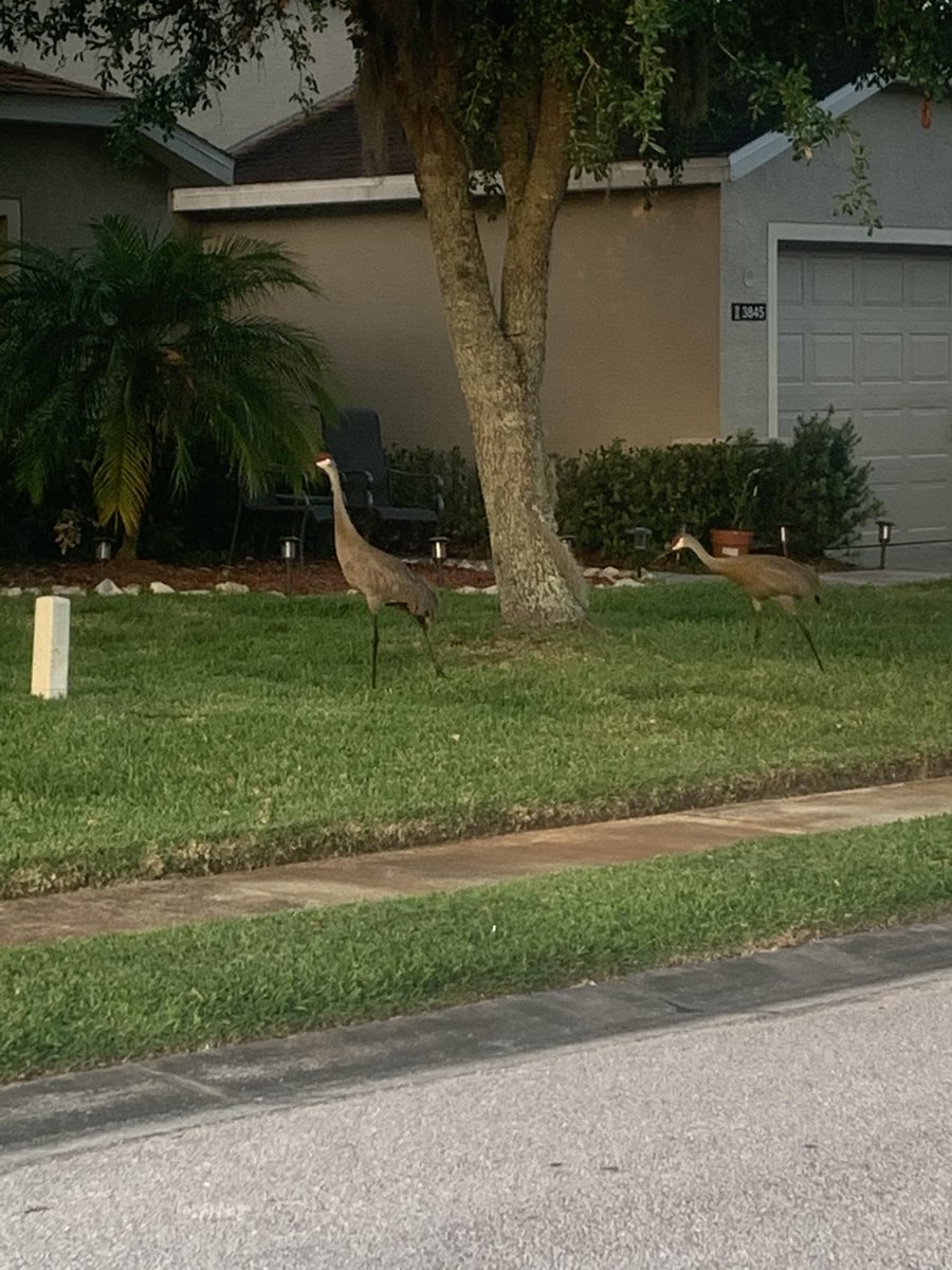 Got serenaded by some cranes on this morning’s miles! #DizRunsPhotoHunt
#OrdinaryMarathon