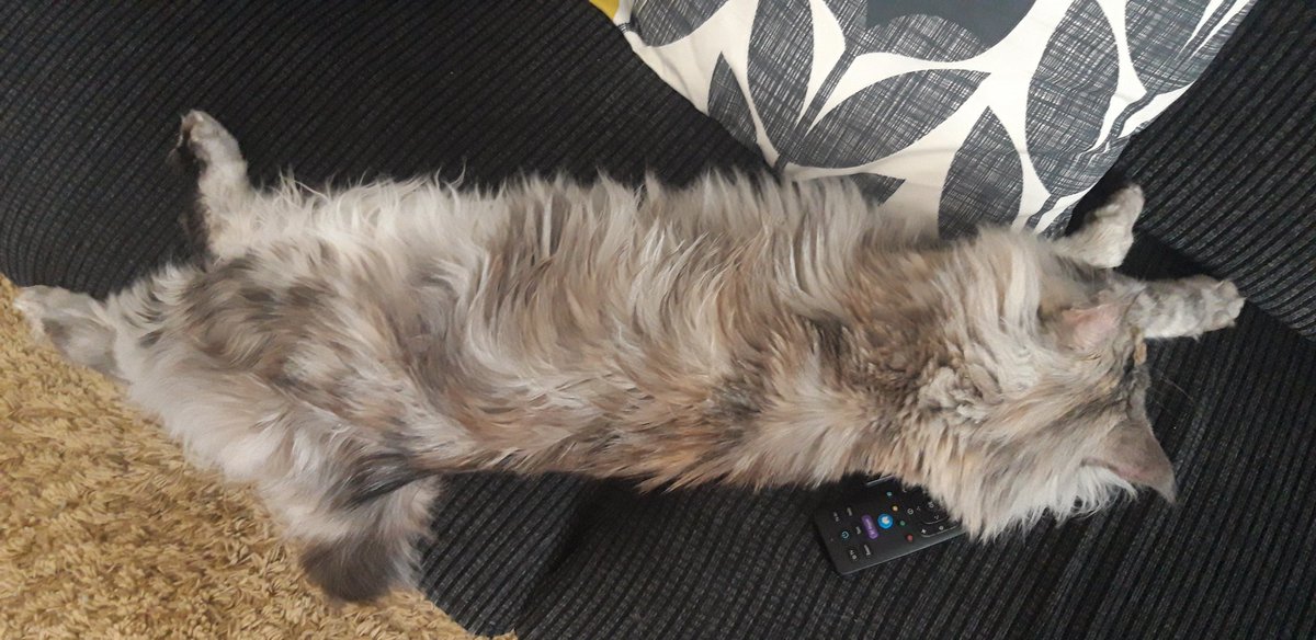 CoonWillow's tweet photo. Mom can't find the remote control now!! ππ»πΎπ #CatsOfTwitter #cats #MaineCoon #CatsOfTheQuarantine #CatsOfScotland #StayHomeSaveLives #StayHome https://t.co/mv5G5j07kw