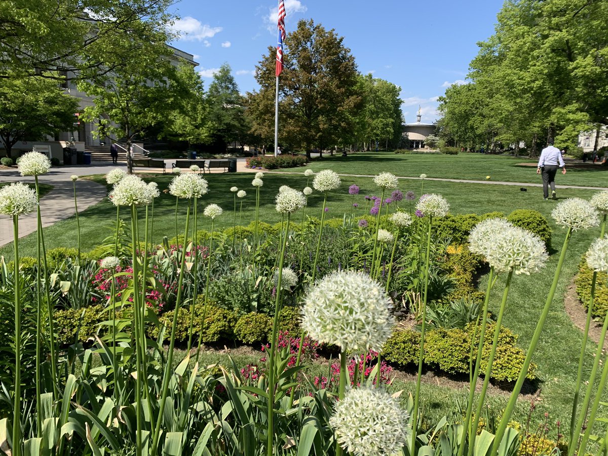 AUArboretum (@auarboretum) on Twitter photo You know it is time to congratulate the <a href="/AmericanU/">American University</a> #2020AUGRAD when the Allium are in bloom in <a href="/AUArboretum/">AUArboretum</a> You know it is time to congratulate the <a href="/AmericanU/">American University</a> #2020AUGRAD when the Allium are in bloom in <a href="/AUArboretum/">AUArboretum</a>