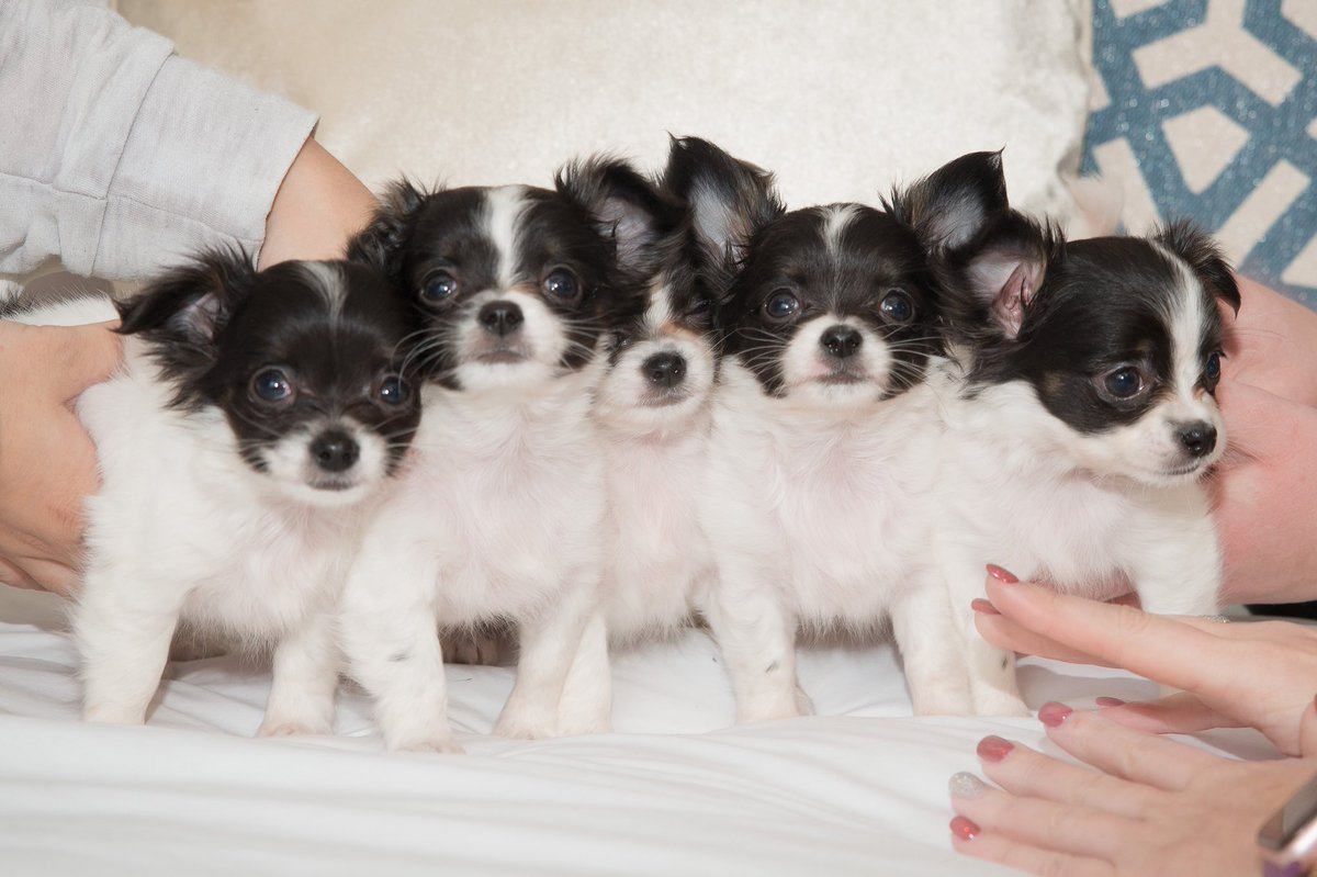 ipartywithbw's tweet image. Happy #NationalChihuahuaAppreciationDay 😍 x 5! 🐶🐾