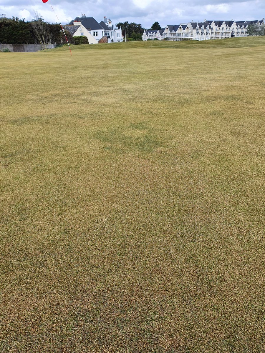 RoyalJersey's tweet photo. Unfortunately the 17th,18th greens and the 1st fairway have suffered from sea water over topping due to the north easterly winds. 
We have been hand watering heavily  to remove the salt and beginning to see recovery. https://t.co/vG9ImXrD6C