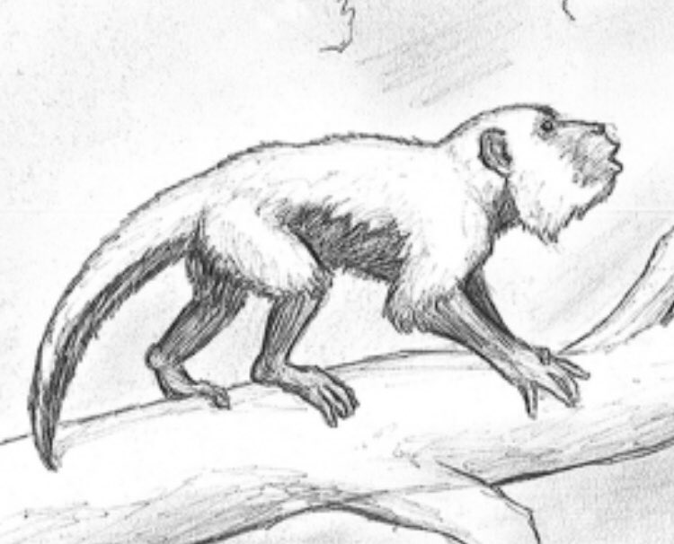 TalesofKaimere's tweet photo. Figured #throwbackthursday was as good a time as any to start showcasing some of the sketches I drew for my first #scientificillustration gig, the textbook The History of Our Tribe: Hominini by Dr. Welker.
#prosimian #monkey #ape #anthropology #primatology #paleoart #sciart https://t.co/n3Az608Jrn