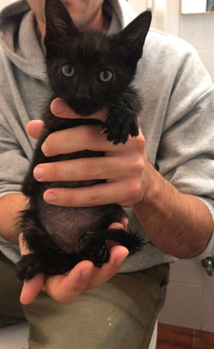 GhatoVerde's tweet photo. 🆘🆘DIFUSIÓN URGENTE 🆘🆘
Recogidos anoche 13-may #gatitos de la basura 
Necesitan #AdopcionResponsable 
Vamos a difundir a tope para encontrar hogar a estas panteritas preciosas 🙏🏻
Contacto: Lamberto 695 19 69 68
#cats #catlover #AdoptaNoCompres https://t.co/rwPP1SZ0Xm
