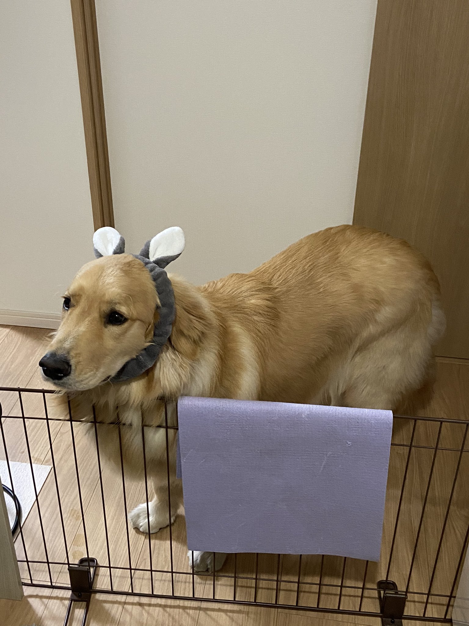 おもしろ動物 Twitter Search Twitter