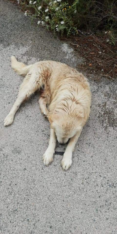 huellassalvadas's tweet photo. ENCONTRADO📣

¡Perro encontrado! 

Si alguien lo conoce que se ponga en contacto: 684373741 https://t.co/xXHZ3c0Gqf