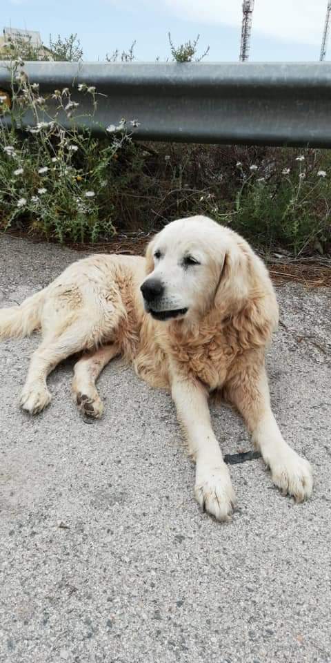 huellassalvadas's tweet photo. ENCONTRADO📣

¡Perro encontrado! 

Si alguien lo conoce que se ponga en contacto: 684373741 https://t.co/xXHZ3c0Gqf