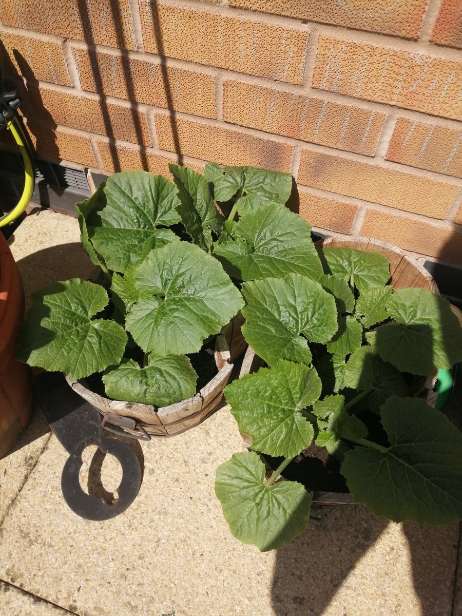 #spaghettimaths #sunflower now stands at approx 57cm tall now! The courgette plants seem to be outgrowing their box! Can they be replanted???