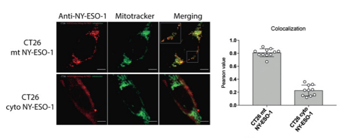 CIR_AACR's tweet photo. See how cytosolic tumor antigens compare to those from the #mitochondria in priming #AntitumorResponses. The data highlight that cellular location of the antigens is relevant to #CancerVaccine design. @zhi_yuan_hu https://t.co/rYwGexx0JB
 #STING #CrossPresentation #melanoma https://t.co/FulJZ1L2ht