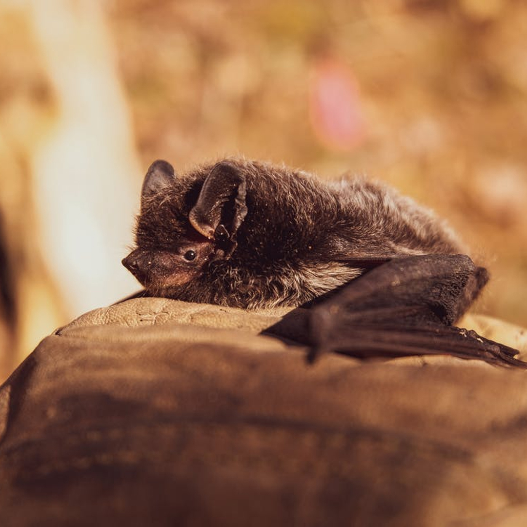 scnjrmg's tweet photo. Bats play an important role in integrated pest management!

To read more:
https://t.co/tOL8pmtkvG

#RMG https://t.co/ZRschMECyQ